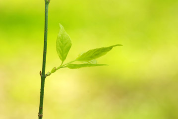 green leaves