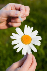 Camomile in female hands