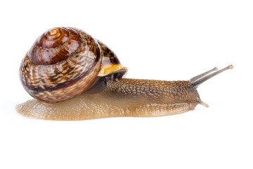 Garden snail