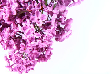 Fototapeta premium Purple lilac on white background