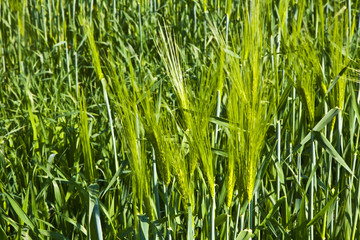green spike of corn