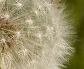 Dandelion Seed Background
