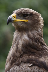 Obraz premium Steppenadler