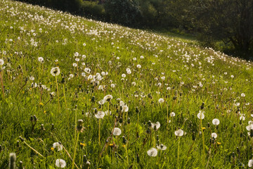 Field of Dandelion clocks blowing in the wind
