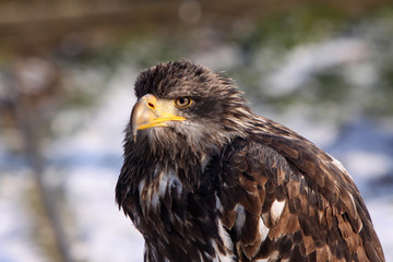 Weißkopfseeadler (Jungtier)