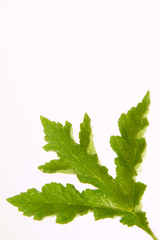 grüner blatt