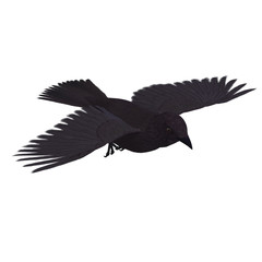 American Crow. 3D rendering with clipping path and shadow over w