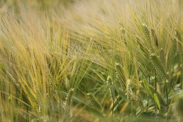 Wheat Field