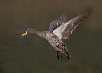 Yellow-billed duck