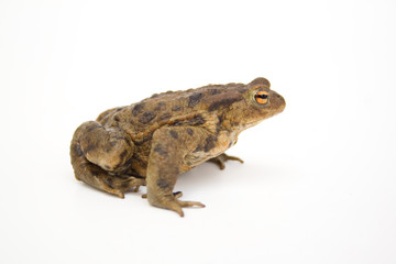 Fototapeta premium Erdkröte