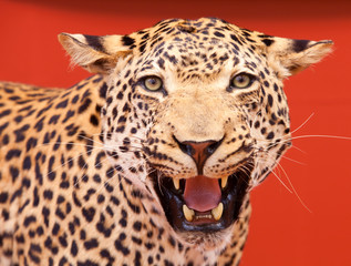 Nice portrait of a leopard stuffed