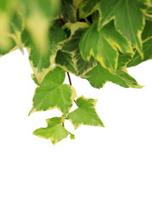 tree leaf isolated on the white  background.