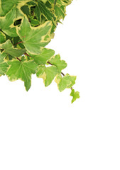 tree leaf isolated on the white  background.