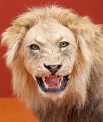 Aggressive expression of stuffed lion with red background
