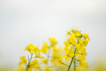 Rapsblüten Gelb