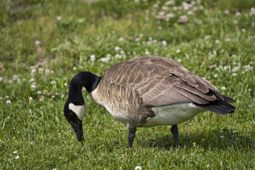 Naklejka na ściany i meble Goose Eating