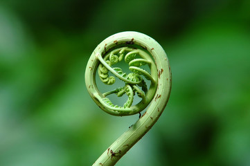 fern leaf