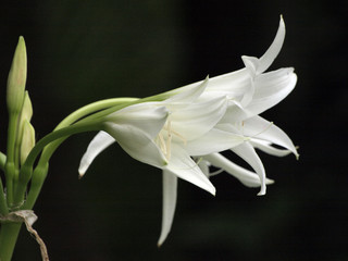 インドハマユウのアップ