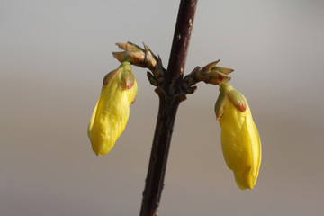 forsythia flowers