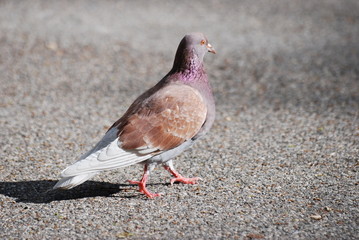 pigeon