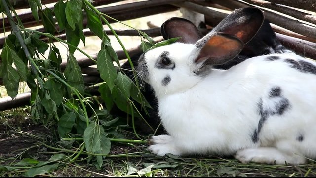 Rabbit eating