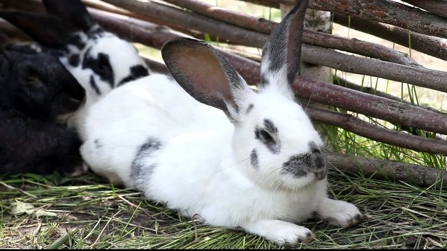 Rabbits have a rest near a fence
