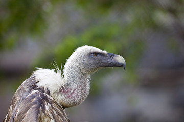 Griffin Vulture with open wing