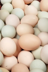 eggs
