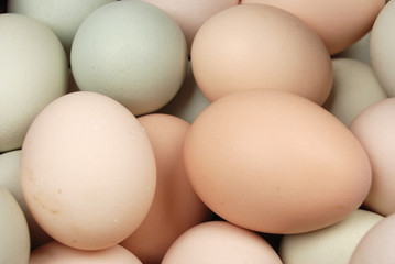 eggs