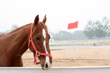 horse