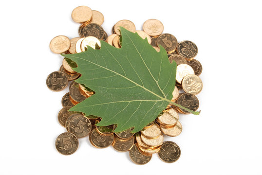 leaf and coins