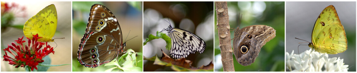 Fototapeta na wymiar Collage Schmetterlinge