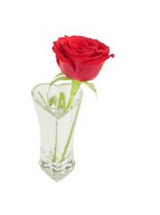 A beautiful red Rose kept in a glass vase