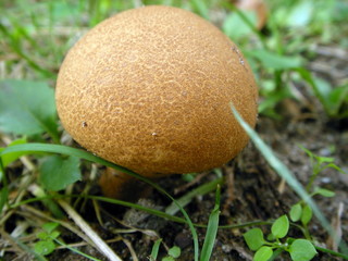 丸いキノコ