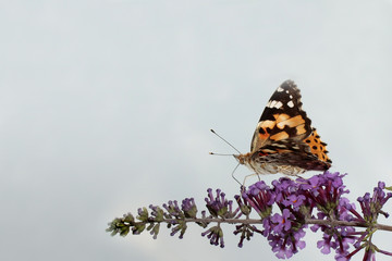 Farfalla su oleandro