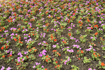 primi fiori di primavera