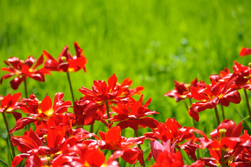 Fototapeta premium Many tulips