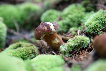 wild growing mushrooms in the forest