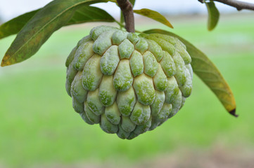custard apple