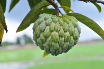 wolfberry fruit in the gardens