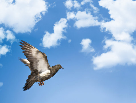 dove in blue sky with clouds