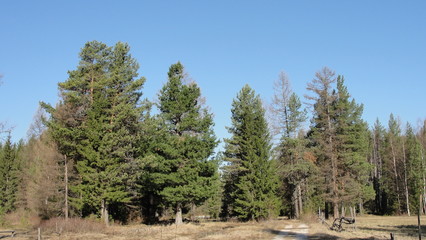 Дорога в лесу. © lotos11