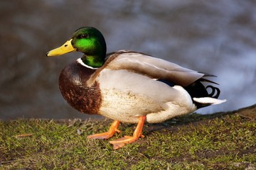 Mallard (isolated)