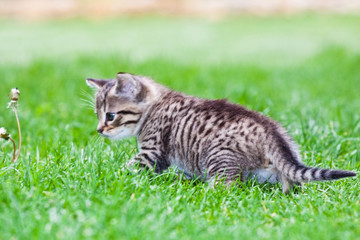 Naklejka na ściany i meble little kitten playing on the grass