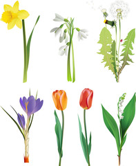 Set of spring flowers.
