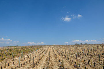 Vignes des coteaux de Loire au printemps
