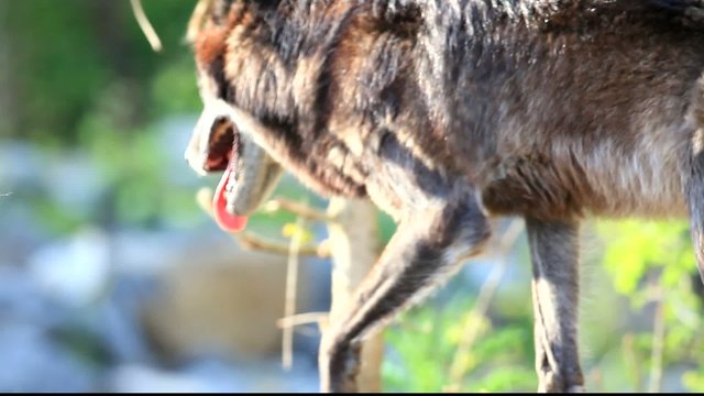 timberwolf