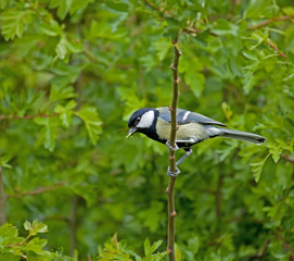 Great Tit and caterpillar