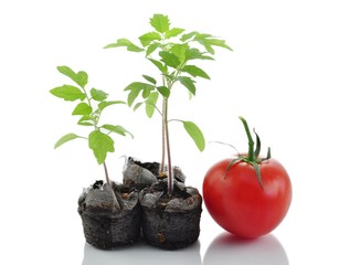 tomato plant