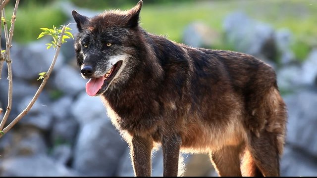 timberwolf